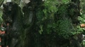 Font in tropic Garden 20110422 135548 Video