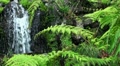 Fern and Spring 20110422 141221 Video