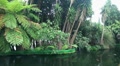 Tropic Pond with Koi 20110422 142020 Video
