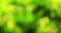 Nice green nature foliage bokeh from spring forest