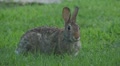 rabbit closeup eating