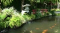 Koi Pond with Seesaw 20110422 154559 Video