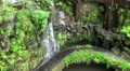 Tropical Garden 20110422 165537 Video