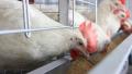 Poultry farm Video