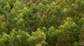 The moving forest Video