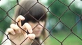 Sad woman behind chain-link fence, outdoors HD