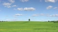 Solitary tree, summer landscape Video