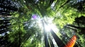 Scenic View of Giant Redwood Trees