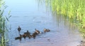 Feeding of duck family Video