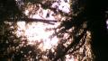 video clip 7737221