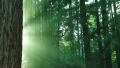 video clip 7737303