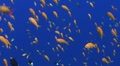tropical reef fish on blue background Video