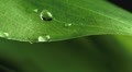 water droplet on leaf