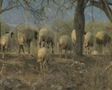 video clip 8107321