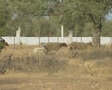 video clip 8108077