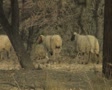 video clip 8110547