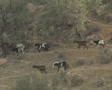 video clip 8114005