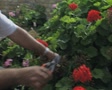 Hotel gardener prunes a bush cutting flowers Video