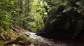 Walking along a streambed in rainforest