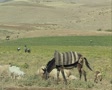 video clip 8522683
