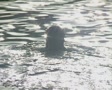 video clip 8524023