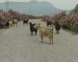 video clip 8524237