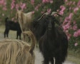 video clip 8524239