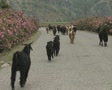video clip 8524243