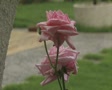 video clip 8524529