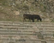 video clip 8525961
