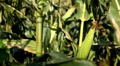 video clip 8534641