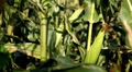 video clip 8534955