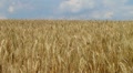 Wheat Field Against Sky Video