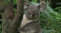 Koala Bear Looking Around Video