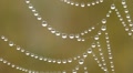 Close-up of dew water droplets on spider web Video