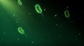 Bacteria_008