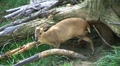 Muntjac Deer Grazing Video