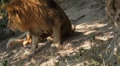 video clip 8607933