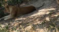 video clip 8608069