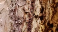 Ant-traffic Video