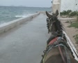 Riding in a horse and carriage looking over the horse