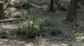 video clip 8624767