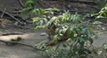 video clip 8625657