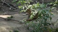 video clip 8637409