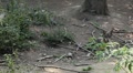 video clip 8640217