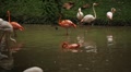 video clip 8640249