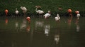 video clip 8640595