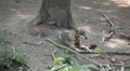 video clip 8641781