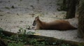 Kangaroo Eating, Relaxing, Marsupial from the family Macropodidae, Australian Video