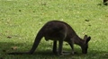Kangaroo Eating, Relaxing, Marsupial from the family Macropodidae, Australian Video